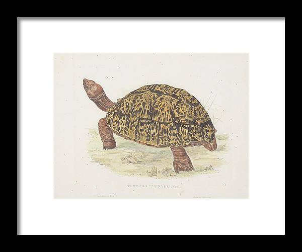 Tortoise c. 1872 - Framed Print