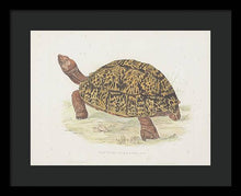 Load image into Gallery viewer, Tortoise c. 1872 - Framed Print
