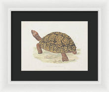 Load image into Gallery viewer, Tortoise c. 1872 - Framed Print
